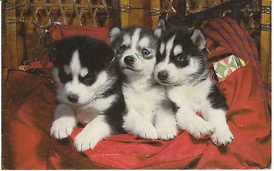 Vintage Postcard Alaskan Malamute Puppies 1988 Dog Card Alaska