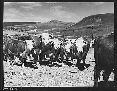 Productive America. Hereford beef cattle graze on a range in Eastern