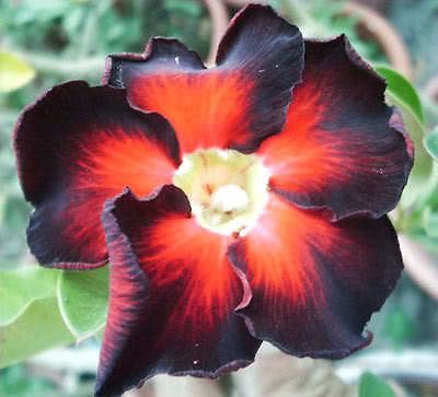 ADENIUM OBESUM DESERT ROSE BLACK FIRE 5 SEEDS RARE AL1985SC IMPALA