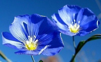 PERENNIAL WILDFLOWER GARDEN SEEDS   FLAX   BLUE DROUGHT TOLERANT