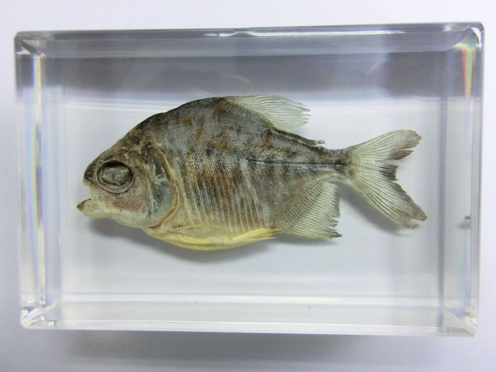 Fish Specimen Gold Piranha   Pristobrycon denticulatus