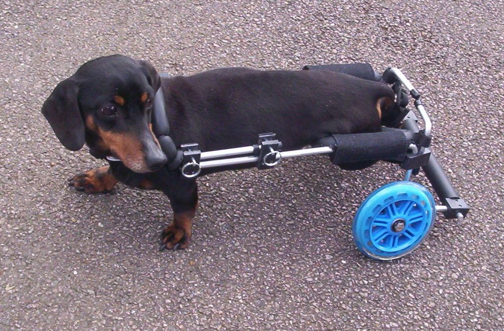 Wheels for Dogs, Dogs Wheelchairs, UK made.